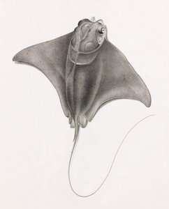 Stingray, nærbilde fra toppen av Unbekannt