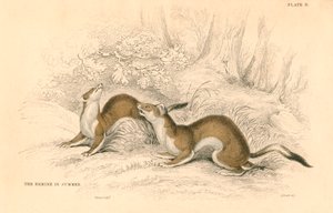 Stoat Mustela erminea, medlem av veslefamilien, 1828 av Unbekannt