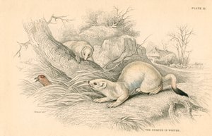 Stoat Mustela erminea, medlem av veslefamilien, 1828 av Unbekannt