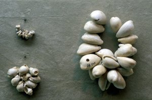 Strenger av Cowrie-skjell av Unbekannt