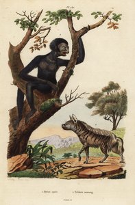 Stripete hyene, Hyaena hyena 1, og siamang, Symphalangus syndactylus, truet 2 av Unbekannt