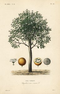 Strychnine tree, nux vomica, giftnøtt eller sædstrychnos, Strychnos nux-vomica, Noix vomique av Unbekannt