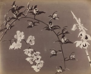 Studie av orkideer, ca. 1870-årene. av Unbekannt