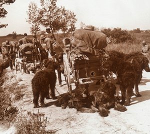 Forsyningshunder, c1914-c1918 av Unbekannt