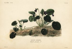 Søtfiolett eller hagefiolett, Viola odorata, Søtfiolett av Unbekannt