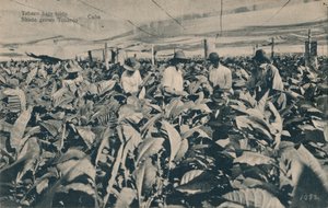 Tobakk under markise. Skyggedyrket tobakk - Cuba, c1900 av Unbekannt