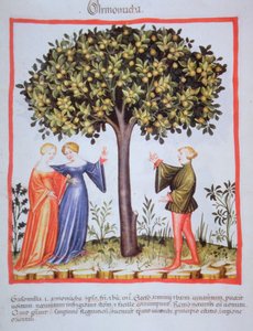 "Tacunum Sanitatis" Codex Vindobonensis Nova Series 2644, fol. 9, plukke aprikoser, miniatyr (1370-1400) (maling på papir) av Unbekannt