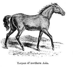 Tarpan, 1850 av Unbekannt