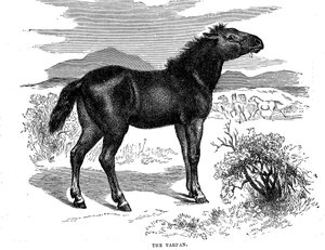 Tarpan, 1884 av Unbekannt