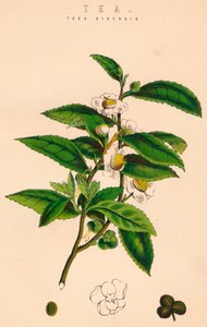 Te, c1800-tallet av Unbekannt