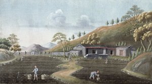 Teplanting, Kina, 1800-tallet av Unbekannt