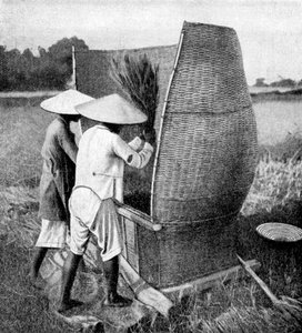 Den Annamesiske måten å høste og treske ris på, Annam, Vietnam, 1922 av Unbekannt