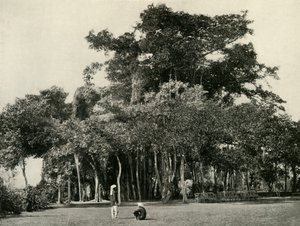 The Banyan Tree, Barrackpore, 1870, 1925. av Unbekannt