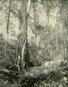 Baronen, et kjent høyt tre, 1901. av Unbekannt