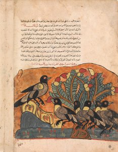 Kråkekongen konsulterer sine ministre, Folio fra en Kalila wa Dimna, 1700-tallet. av Unbekannt