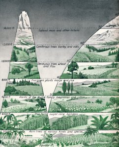 The Different Zones of Vegetation, 1935 av Unbekannt