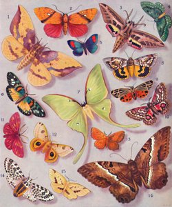 The Magnificent Coloring of Some Moths, 1935 av Unbekannt