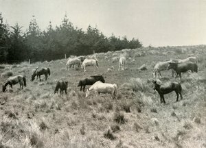 The Manchurian Ponies på Quail Island, Port Lyttelton, c1907, 1909 av Unbekannt