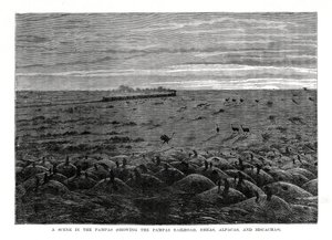 Pampas-jernbanen, søramerikansk lavland, 1877 av Unbekannt