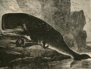 Sperm-Whale, 1882. av Unbekannt
