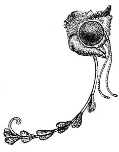Møllen Acontia luctuosa og orkidépollen, 1862 av Unbekannt