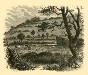 Thistledon, 1898. av Unbekannt