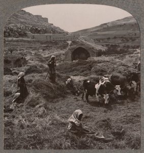 Treske korn nær Jacobs Well, c1900 av Unbekannt
