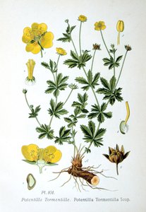 Tormentil, 1893 av Unbekannt