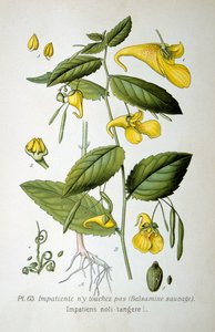 Touch-me-not balsam, 1893 av Unbekannt
