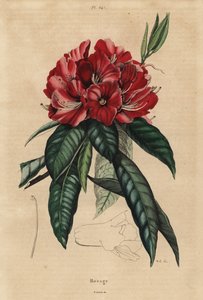 Tre rhododendron, Rhododendron arboreum av Unbekannt