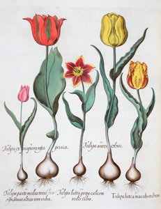 Tulipaner, 1613 av Unbekannt