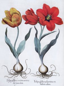 Tulipaner, 1613 av Unbekannt
