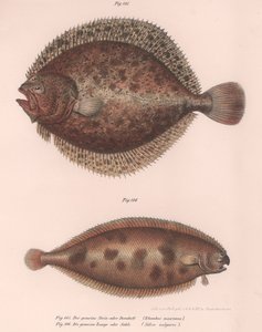 Piggvar, Rhombus maximus, tunge Solea vulgaris, ca. 1850-tallet av Unbekannt