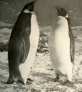 To keiserpingviner, c1908, 1909. av Unbekannt