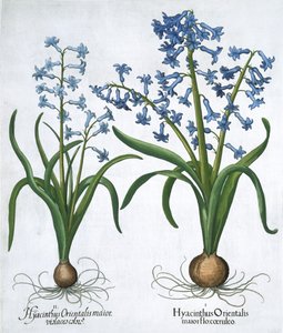 To blå hyasinter, 1613 av Unbekannt