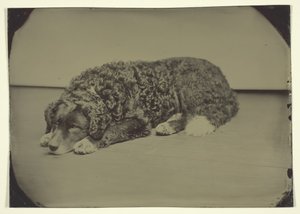 Uten tittel hund, 185099. av Unbekannt