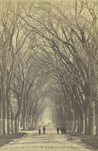 Uten tittel allé av trær, 1840-1900. av Unbekannt