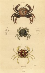 Fløyelskrabbe, Necora puber 1, marmorert svømmekrabbe, Liocarcinus marmoreus 2, og Pennants svømmekrabbe, Portumnus latipes 3 av Unbekannt