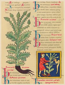 Verbena eller Vervain, 1947 av Unbekannt