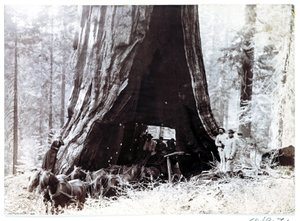Vogn som passerer gjennom et gigantisk tre, Nord-Amerika, ca 1900 av Unbekannt