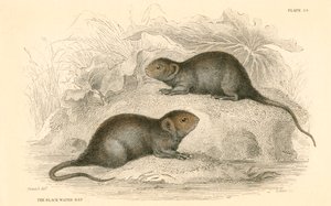 Vannsmus Arvicola terrestris, også kjent som svartvannsrotten, 1828 av Unbekannt