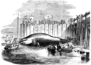 Hval fanget i Themsen, Grays, Essex, 1800-tallet av Unbekannt
