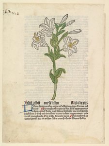 White Lily, illustrasjon fra Gart der Gesundheit Sch.4332, 28. mars 1485. av Unbekannt