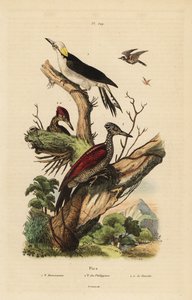 Hvitspett, Melanerpes candidus, filippinsk dvergspett, Yungipicus maculatus, hann og hunn av Unbekannt