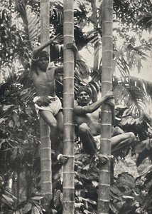 Hvordan ceylonesere klatrer i kokosnøttpalmene, 1926 av Unbekannt