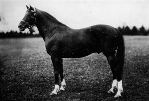 Wildfowler, 1800-tallet, 1911 av Unbekannt