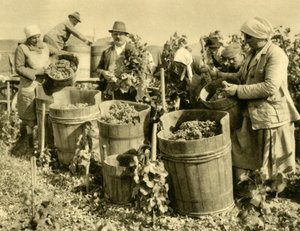 Vinhøst nær Baden bei Wien, Niederösterreich, c1935. av Unbekannt