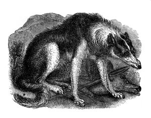 Ulvehund, 1848 av Unbekannt
