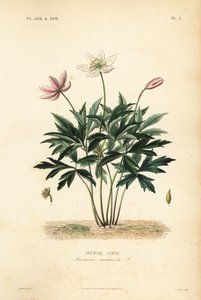 Skogsane eller vindblomst, Anemone nemorosa, Anemone sylvie av Unbekannt