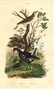 Skogsanger, Phylloscopus sibilatrix og myrhøne, Gallinula chloropus av Unbekannt